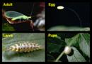 Life stages of green lacewing